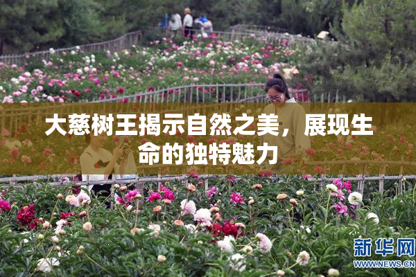 大慈树王揭示自然之美，展现生命的独特魅力