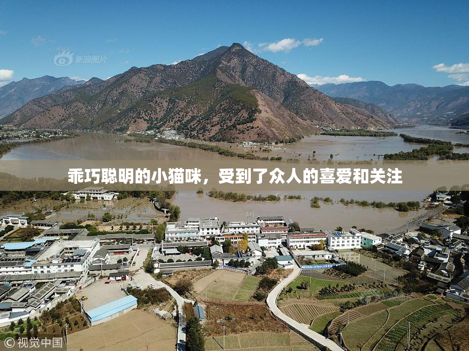 乖巧聪明的小猫咪，受到了众人的喜爱和关注
