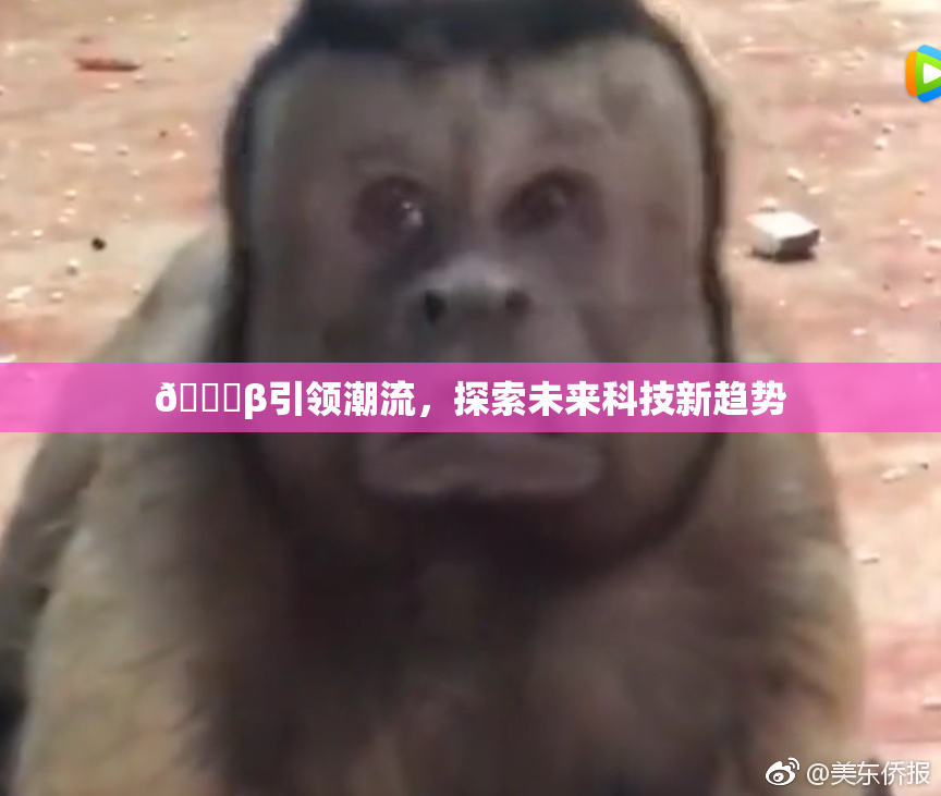 👙β引领潮流，探索未来科技新趋势