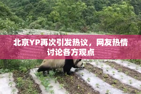 北京YP再次引发热议，网友热情讨论各方观点