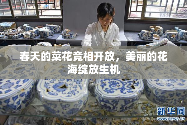 春天的菜花竞相开放，美丽的花海绽放生机
