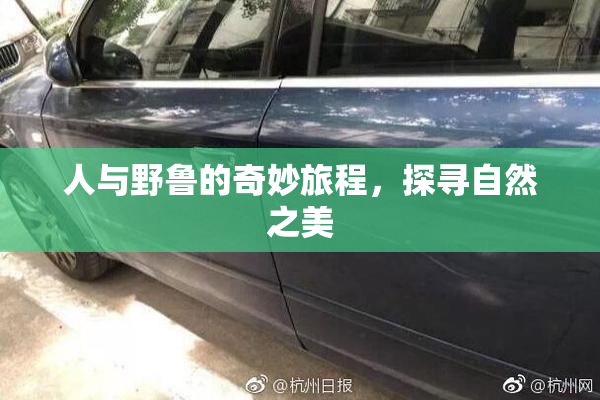 人与野鲁的奇妙旅程，探寻自然之美