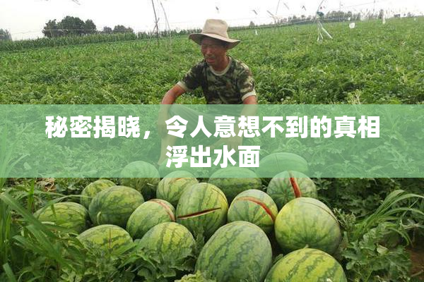 秘密揭晓，令人意想不到的真相浮出水面