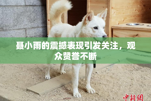 聂小雨的震撼表现引发关注，观众赞誉不断