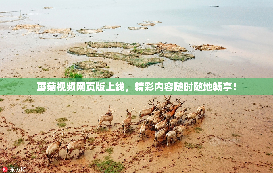 蘑菇视频网页版上线，精彩内容随时随地畅享！