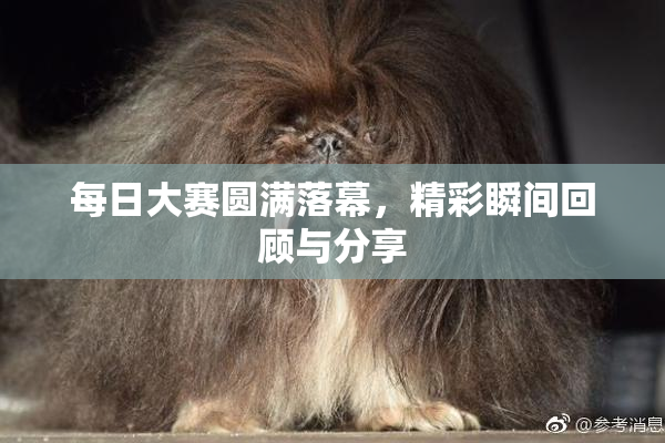 每日大赛圆满落幕，精彩瞬间回顾与分享