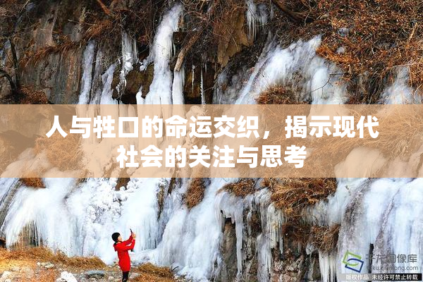 人与牲口的命运交织，揭示现代社会的关注与思考