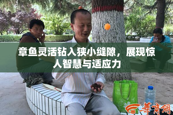 章鱼灵活钻入狭小缝隙，展现惊人智慧与适应力