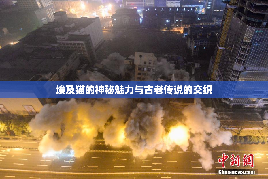 埃及猫的神秘魅力与古老传说的交织