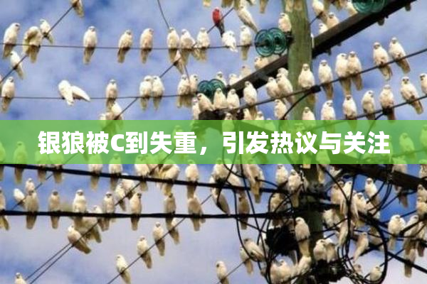 银狼被C到失重，引发热议与关注