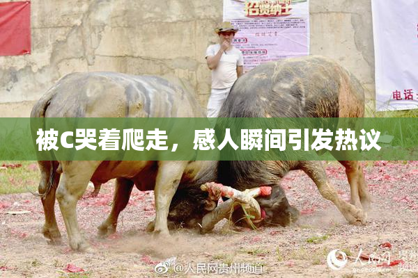 被C哭着爬走，感人瞬间引发热议