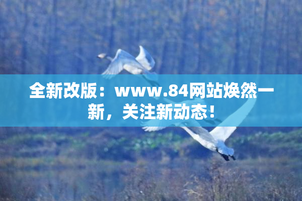 全新改版：www.84网站焕然一新，关注新动态！