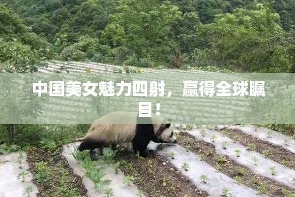 中国美女魅力四射，赢得全球瞩目！