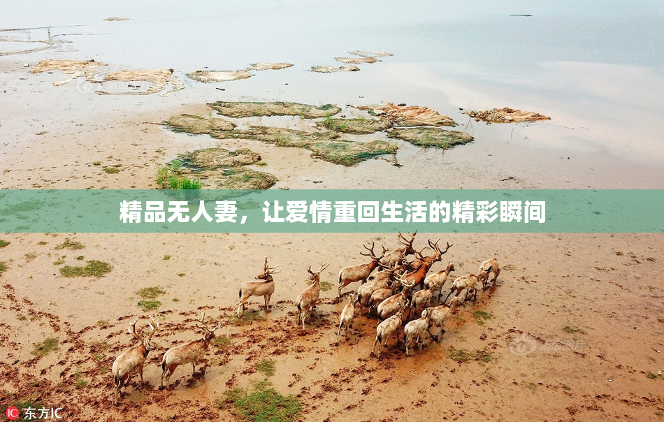 精品无人妻，让爱情重回生活的精彩瞬间