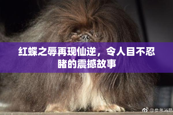 红蝶之辱再现仙逆，令人目不忍睹的震撼故事