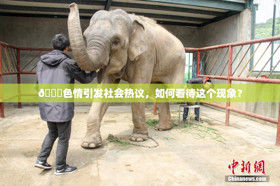 🔞色情引发社会热议，如何看待这个现象？