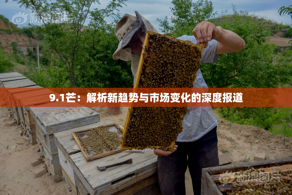 9.1芒：解析新趋势与市场变化的深度报道