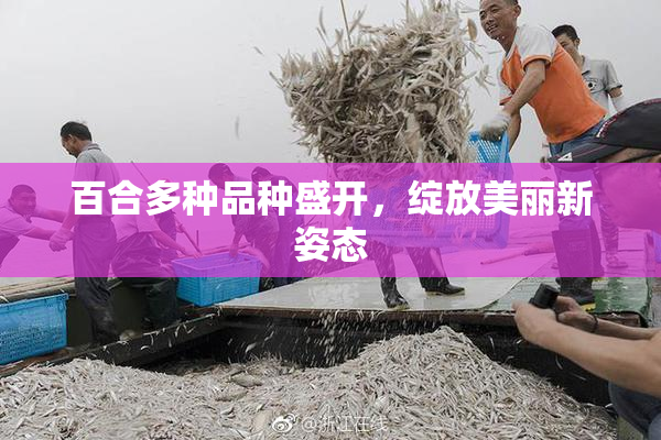百合多种品种盛开，绽放美丽新姿态