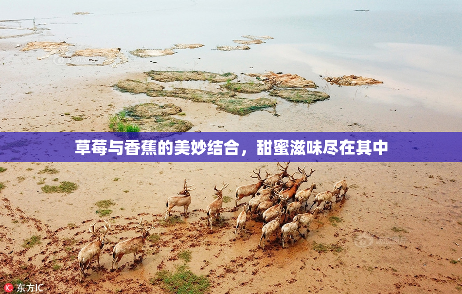 草莓与香蕉的美妙结合，甜蜜滋味尽在其中