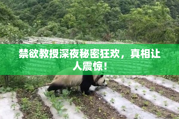 禁欲教授深夜秘密狂欢，真相让人震惊！