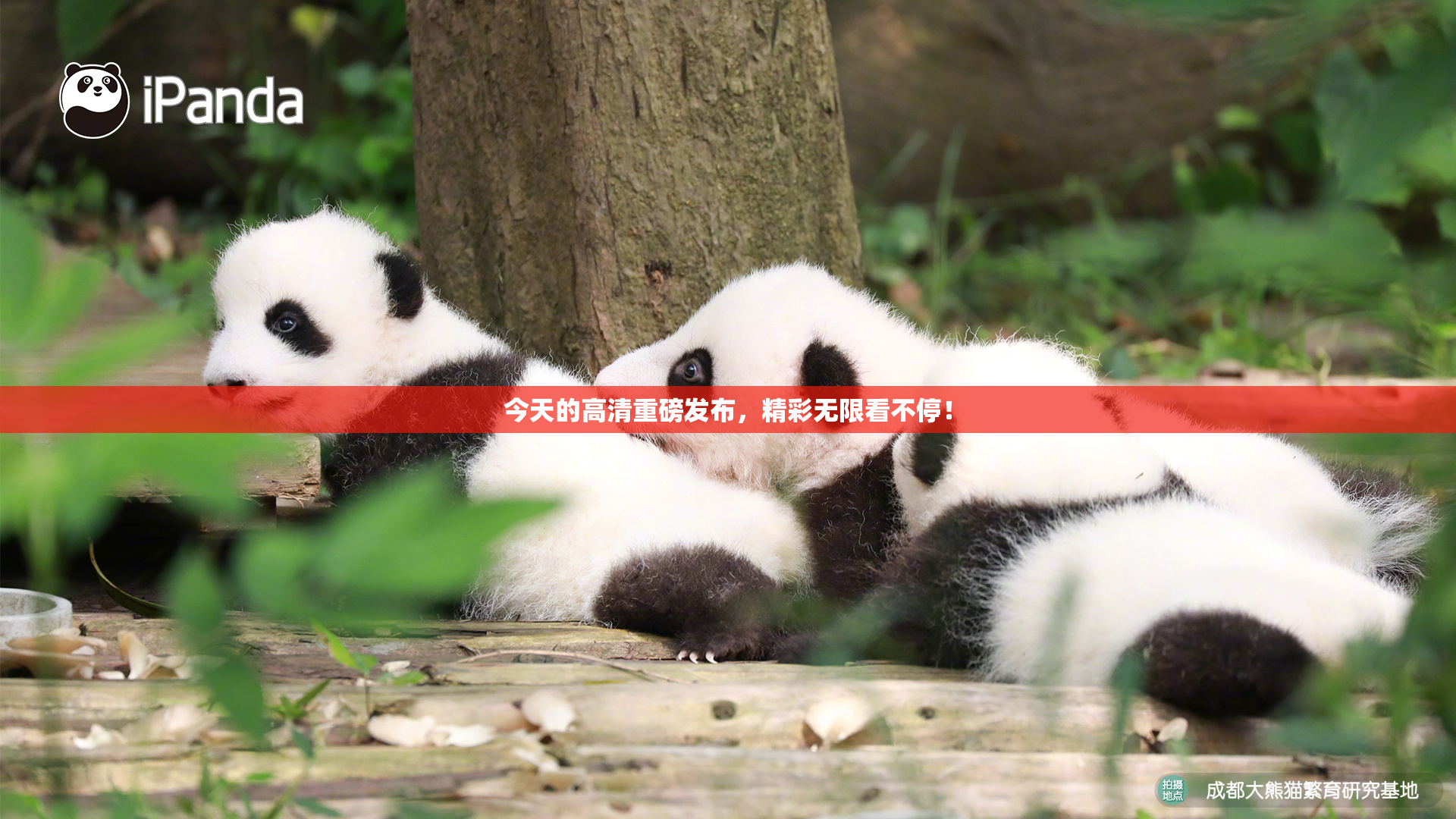 今天的高清重磅发布，精彩无限看不停！