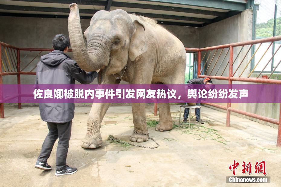 佐良娜被脱内事件引发网友热议，舆论纷纷发声