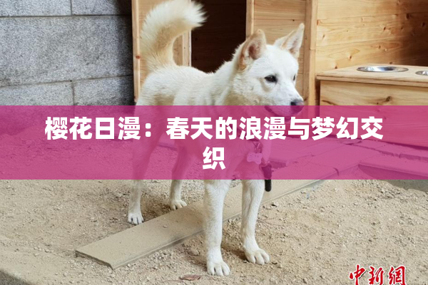 樱花日漫：春天的浪漫与梦幻交织