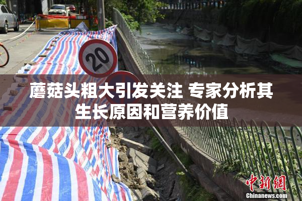 蘑菇头粗大引发关注 专家分析其生长原因和营养价值