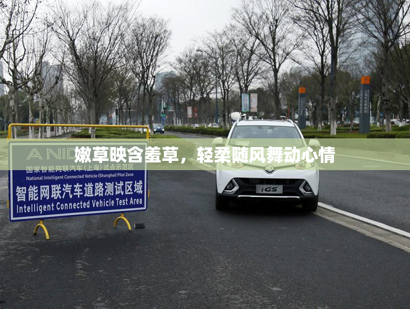 嫩草映含羞草，轻柔随风舞动心情
