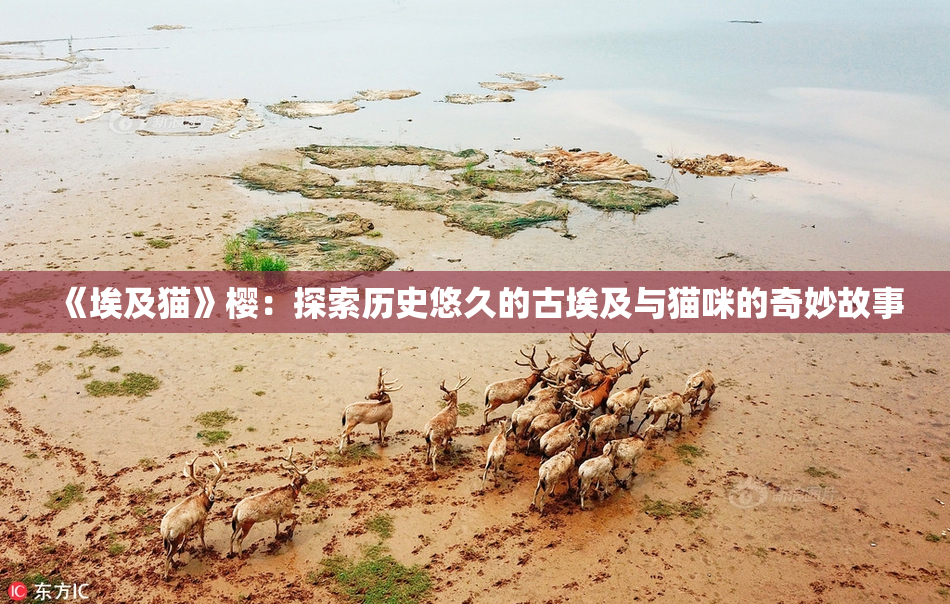 《埃及猫》樱：探索历史悠久的古埃及与猫咪的奇妙故事