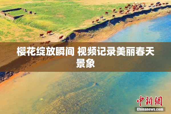 樱花绽放瞬间 视频记录美丽春天景象