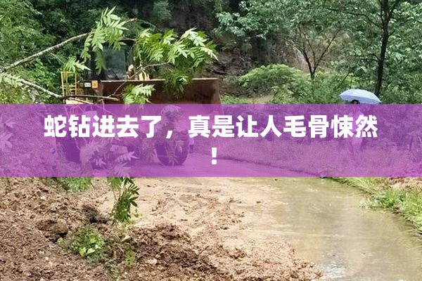 蛇钻进去了，真是让人毛骨悚然！