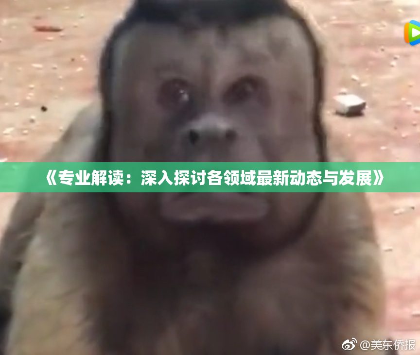 《专业解读：深入探讨各领域最新动态与发展》