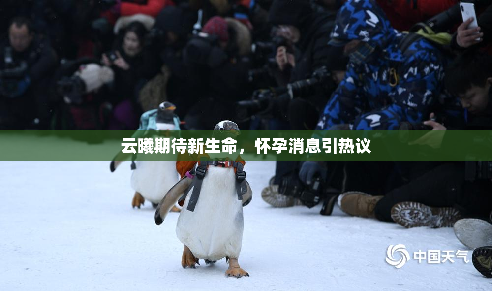 云曦期待新生命，怀孕消息引热议