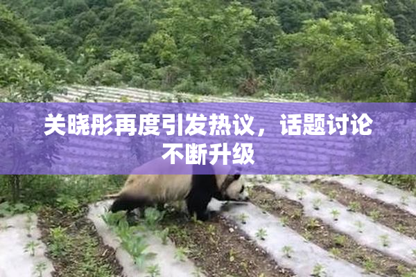 关晓彤再度引发热议，话题讨论不断升级