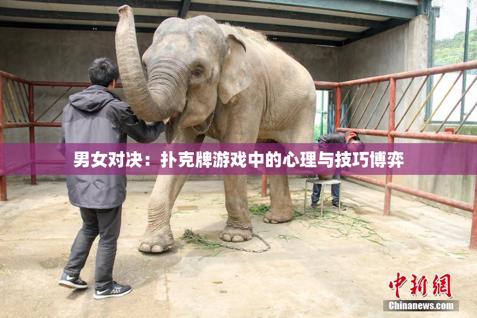 男女对决：扑克牌游戏中的心理与技巧博弈