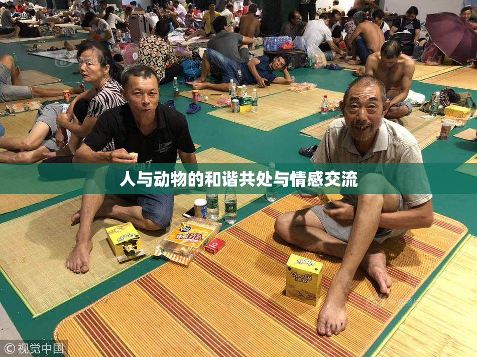 人与动物的和谐共处与情感交流