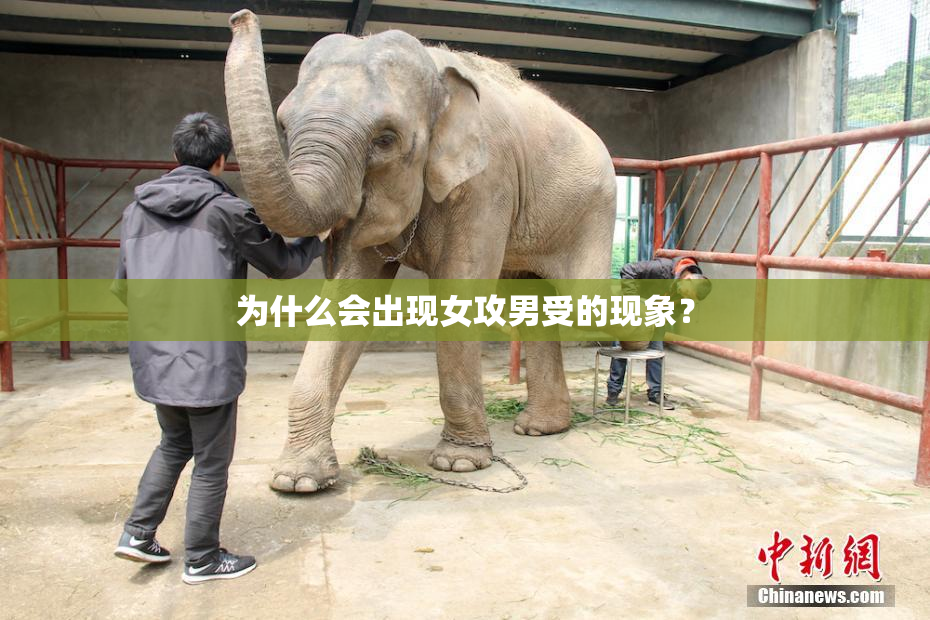 为什么会出现女攻男受的现象？