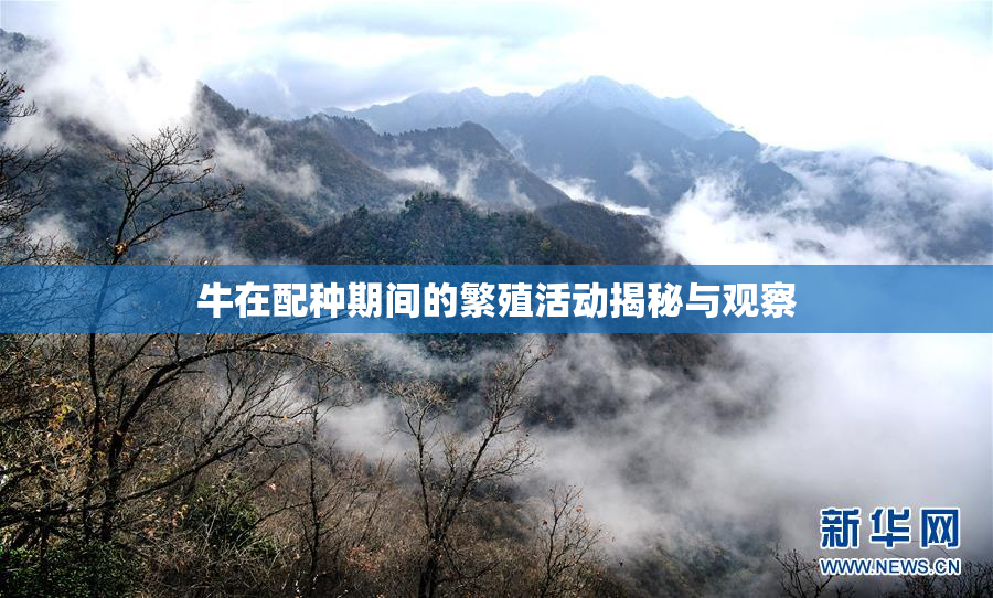 牛在配种期间的繁殖活动揭秘与观察