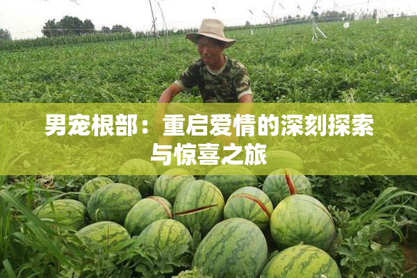 男宠根部：重启爱情的深刻探索与惊喜之旅