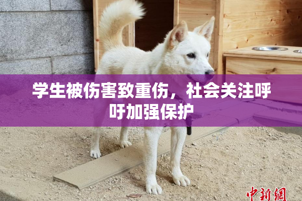 学生被伤害致重伤，社会关注呼吁加强保护