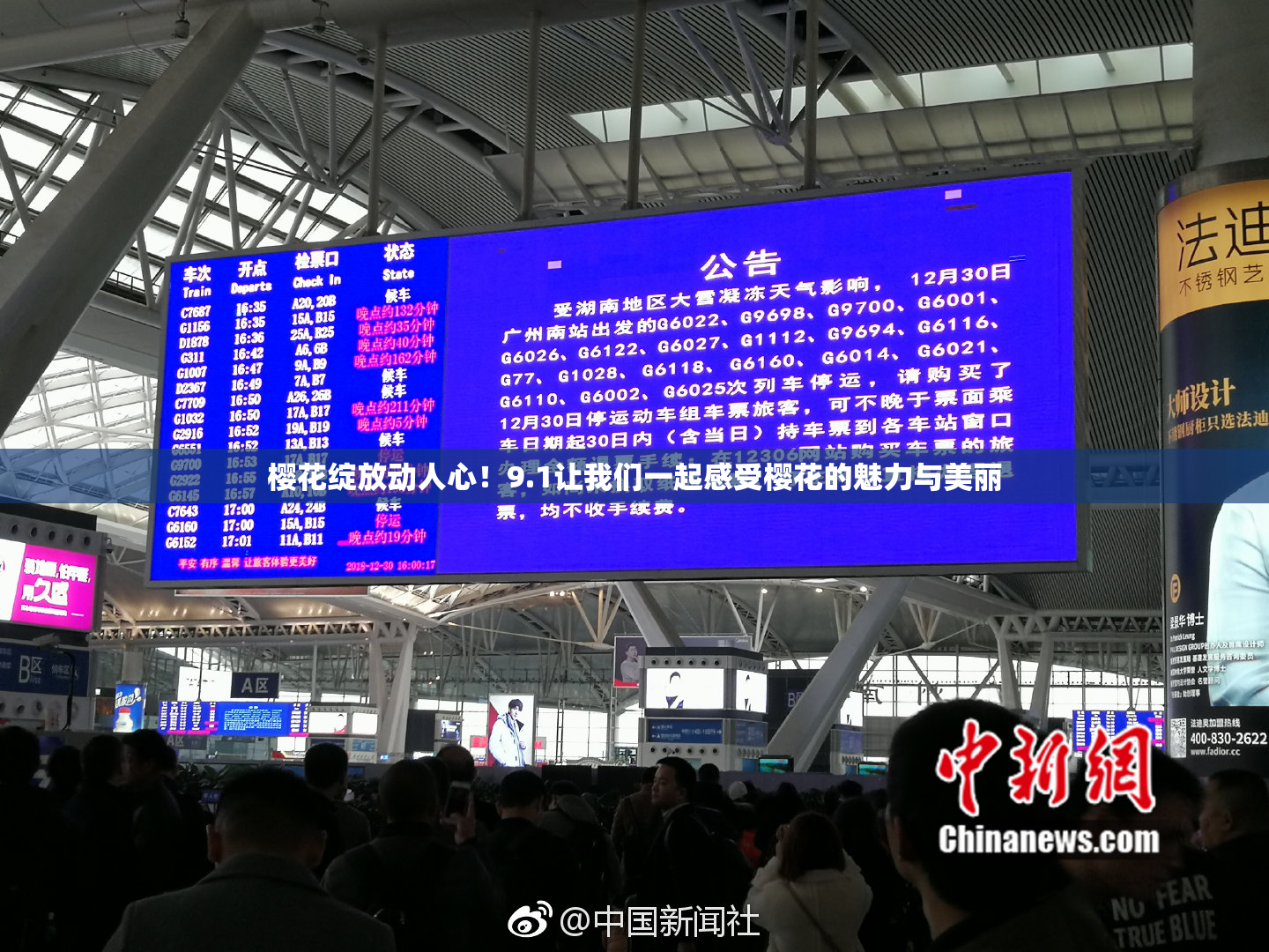 樱花绽放动人心！9.1让我们一起感受樱花的魅力与美丽