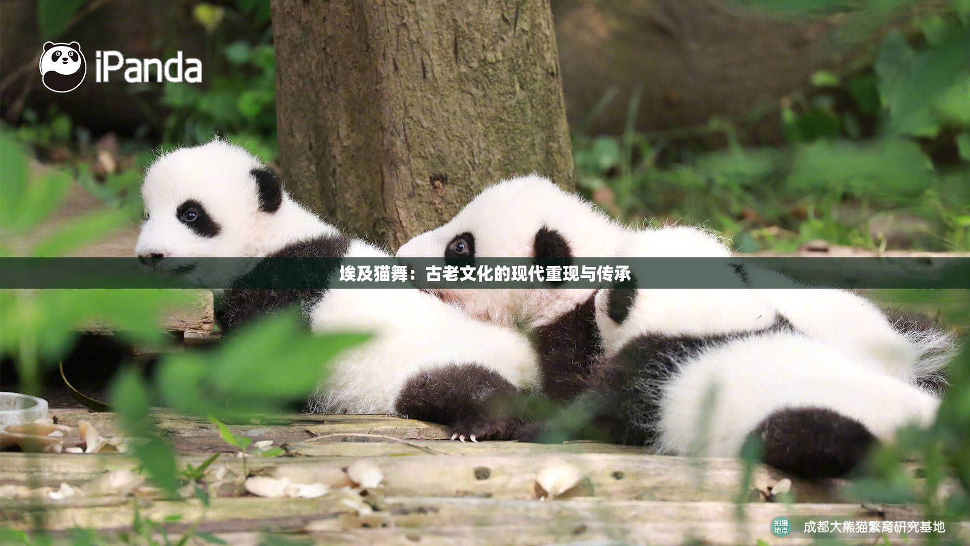 埃及猫舞：古老文化的现代重现与传承