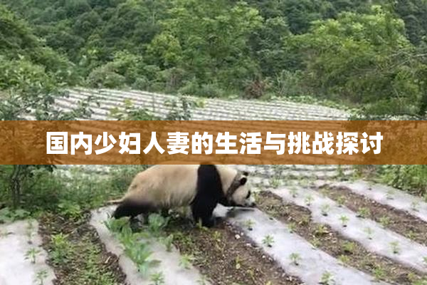 国内少妇人妻的生活与挑战探讨