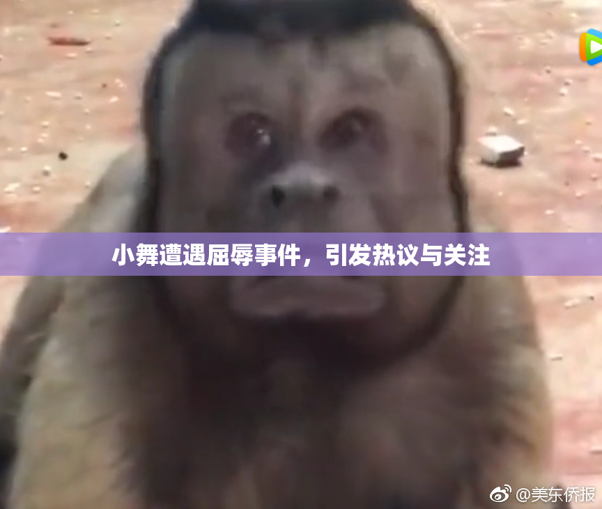 小舞遭遇屈辱事件，引发热议与关注