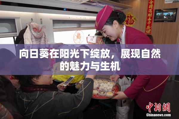 向日葵在阳光下绽放，展现自然的魅力与生机
