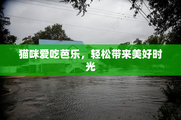 猫咪爱吃芭乐，轻松带来美好时光