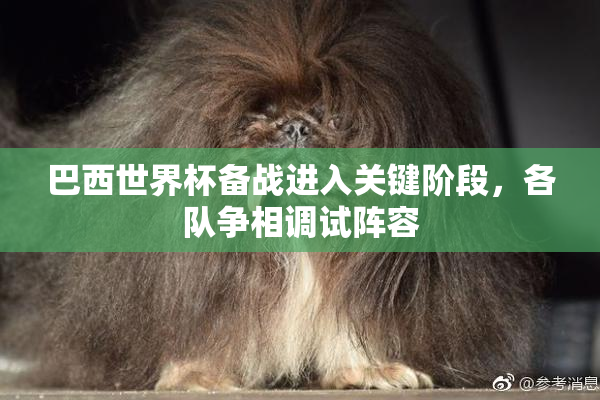巴西世界杯备战进入关键阶段，各队争相调试阵容