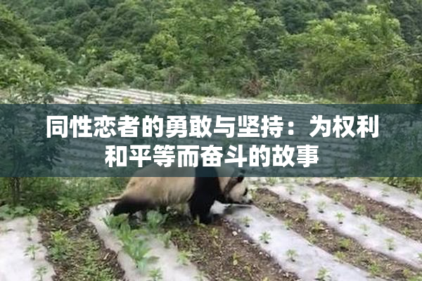 同性恋者的勇敢与坚持：为权利和平等而奋斗的故事