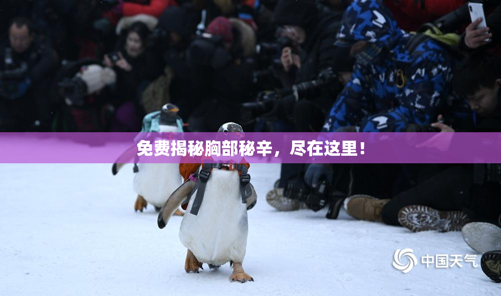 免费揭秘胸部秘辛，尽在这里！